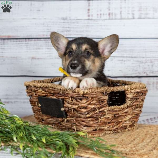 Wendy, Pembroke Welsh Corgi Puppy